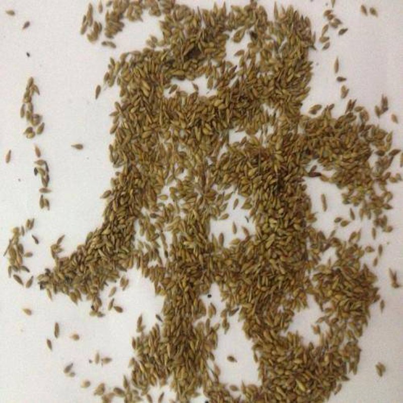 栾城草坪基地：生态画卷中的绿色明珠