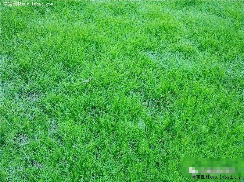 运动场草坪：绿茵的秘密