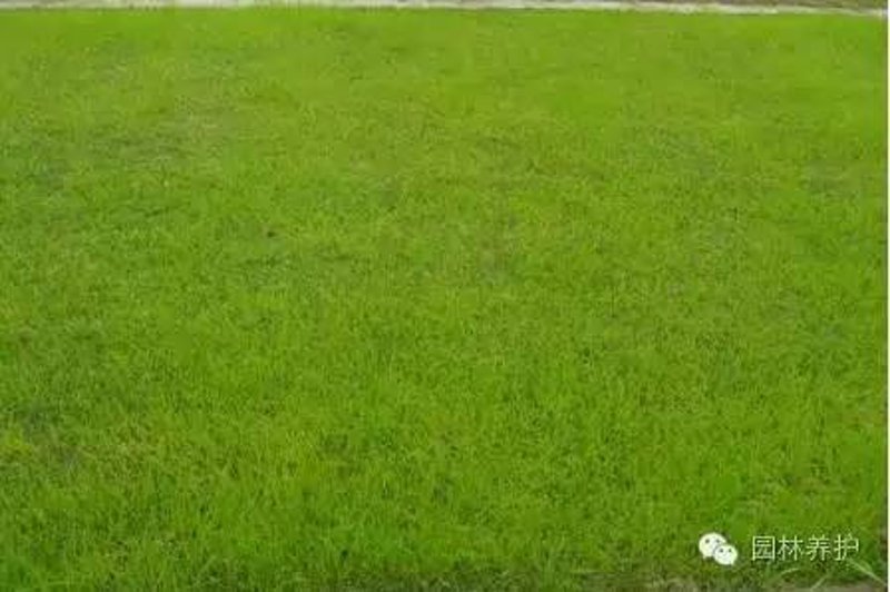 运动场草坪：绿茵上的绿色革命