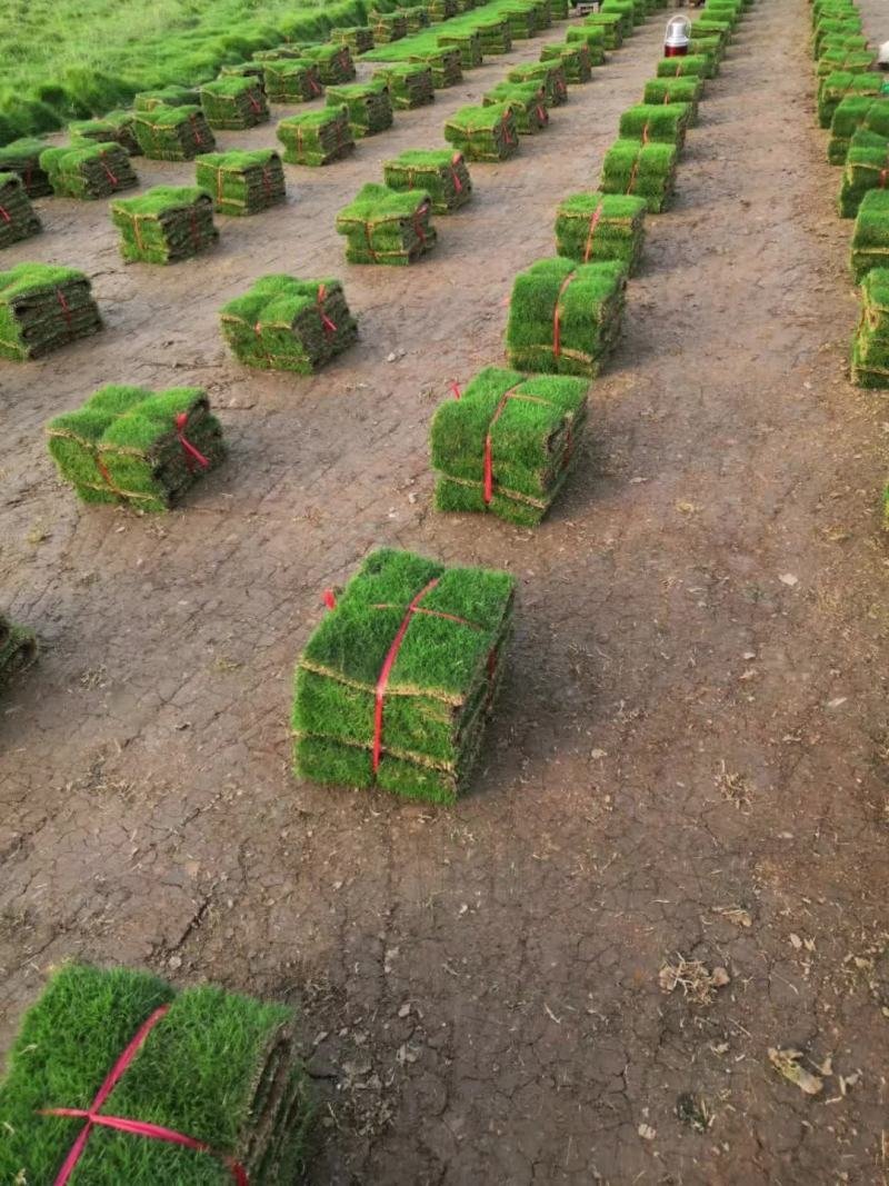 绿色生活新选择：草皮卷批发迎来春天