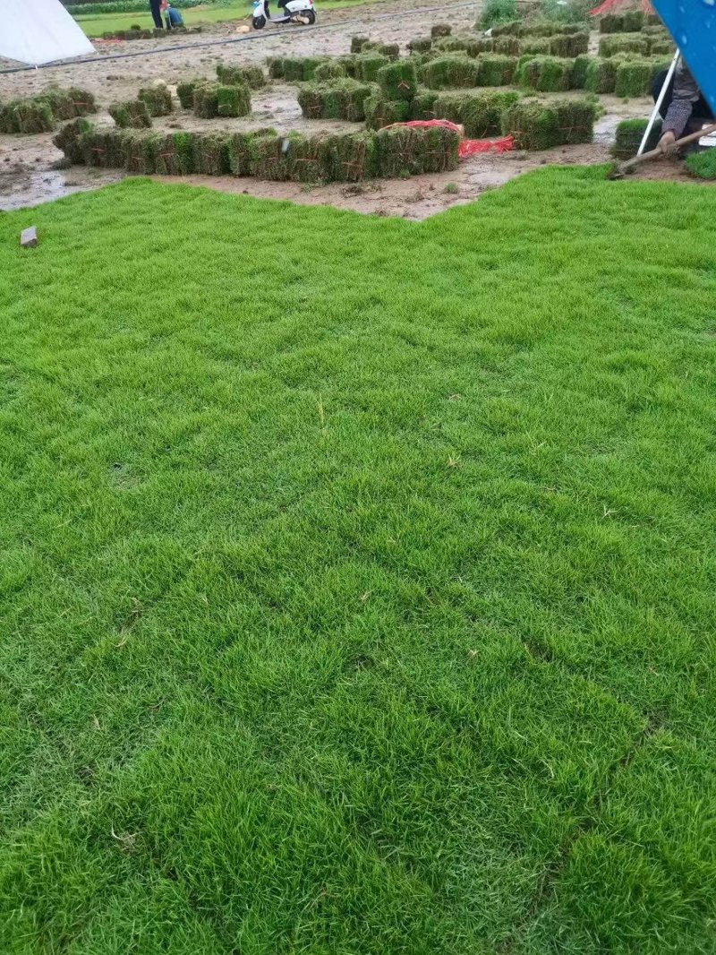 选购优质草皮卷的全方位指南