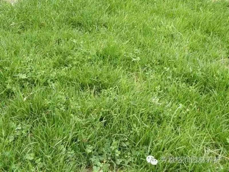 草皮卷：绿意盎然的新选择