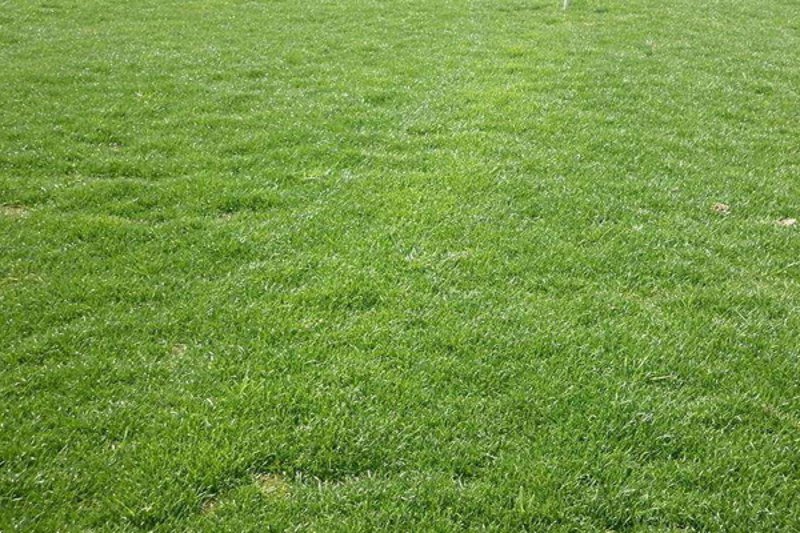 石家庄草坪种植基地：绿意盎然的新景象