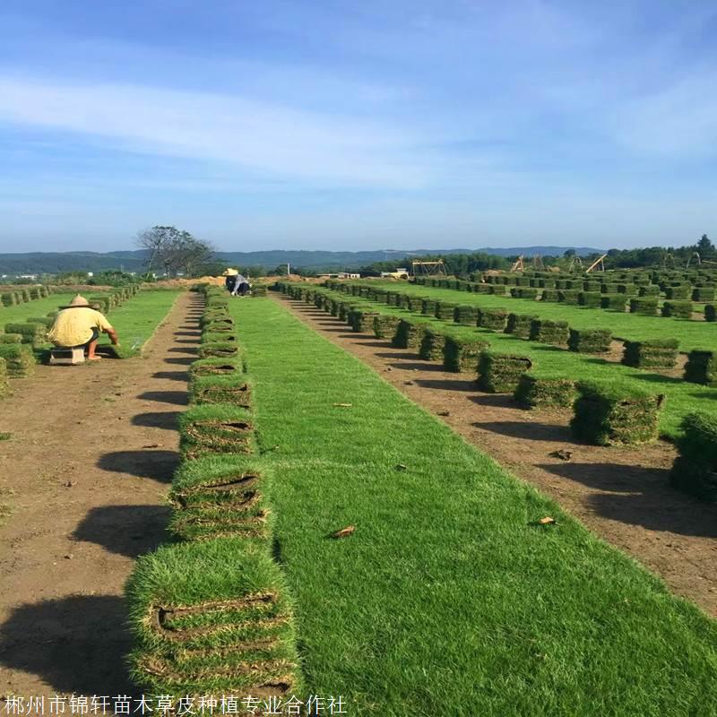 石家庄草坪种植基地：绿意盎然的新景象