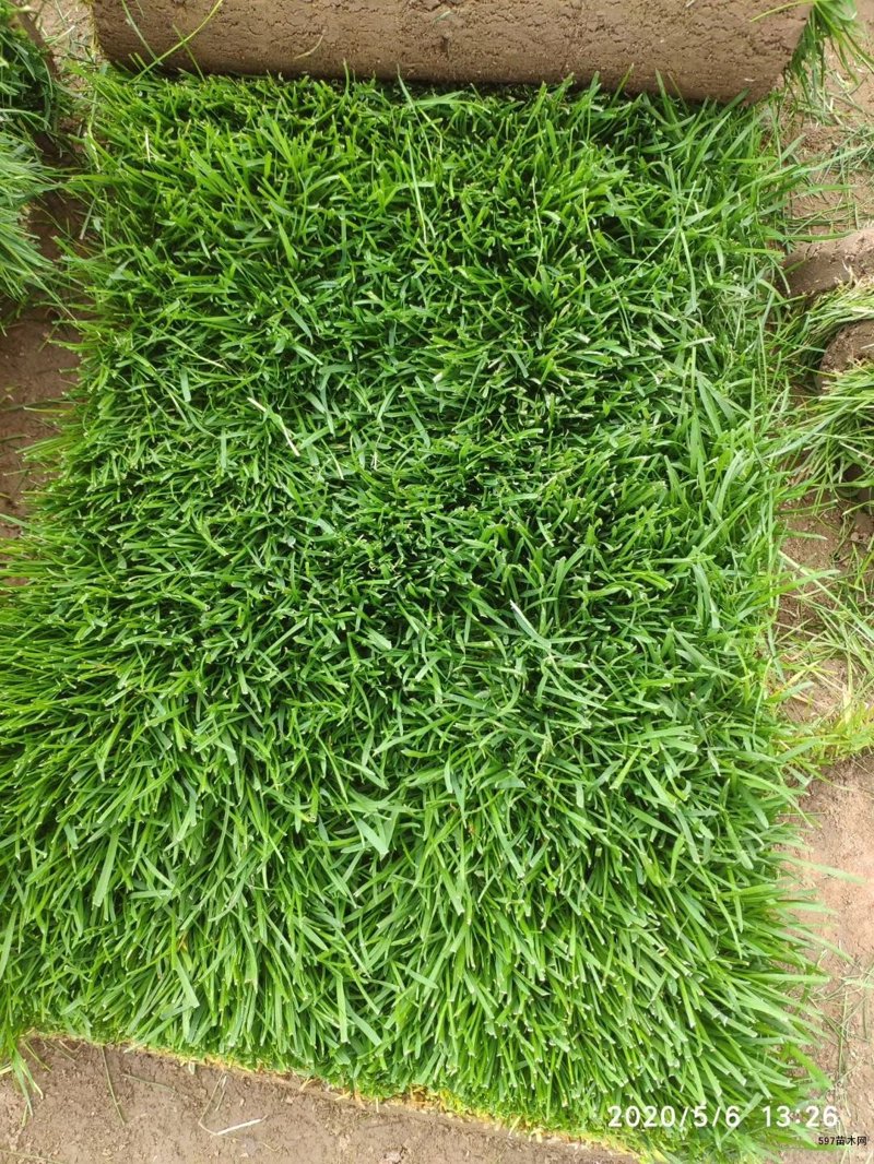 栾城草坪基地：绿色生态的领跑者